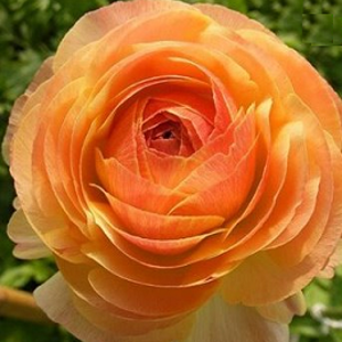 оранжевый персидский лютик