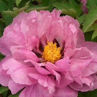 розовый китайский пион