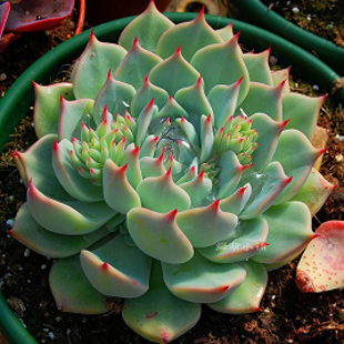 лотос псевдотрункантелла 21