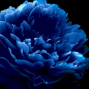 синий китайский пион