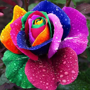 роза Радуга