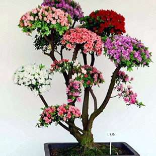 бонсай разноцветный