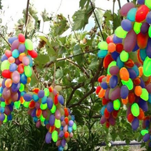 разноцветный виноград