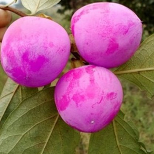 фиолетовая хурма