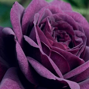 фиолетовая или белая китайская роза