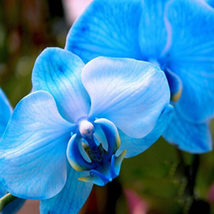 редкая голубая или бирюзовая орхидея Фаленополис