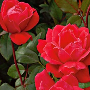 редкая красная роза (куст)