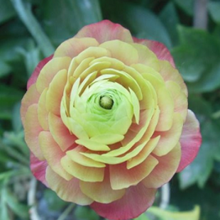 редкий желтый китайский пион