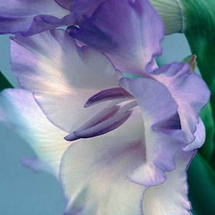 редкий бело-лиловый гладиолус