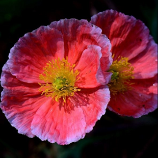 бархатный красный тибетский мак