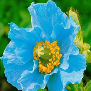 голубой тибетский мак