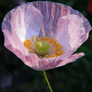 сиреневый мак