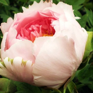 редкий китайский пион Цю Мяч