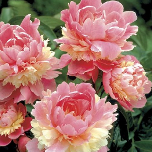 розово-желтый китайский пион (куст)