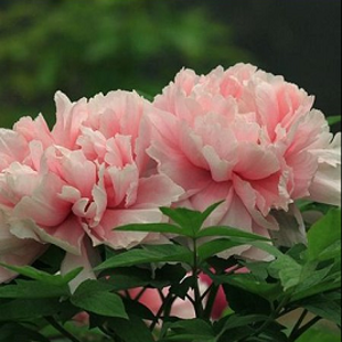 розовый бархатный китайский пион