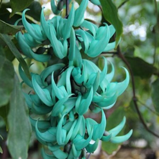 редкое садовое дерево Макроботрис