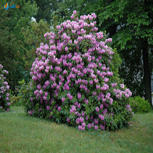 рододерон крупноцветковый