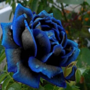 роскошная черно-синяя роза