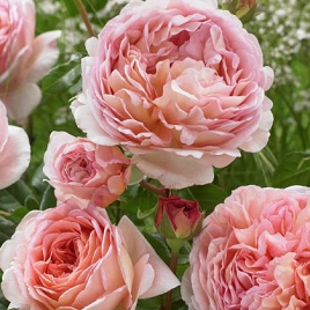 роза Абрахам Дарби (куст)