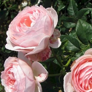 роза Девид Остин (куст)