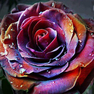 роза Финист