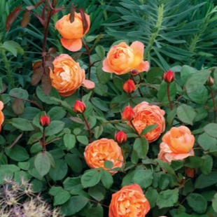 роза Леди Эмми Гамильтон (куст)