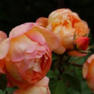 роза Леди Эмми Гамильтон (куст)