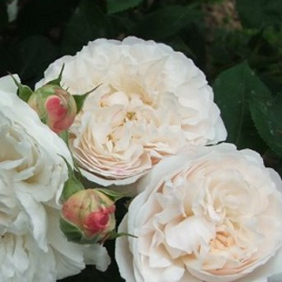 роза Винчестер Кафедерал Дэвид Остин (куст)