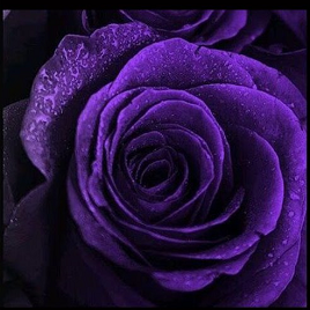 пурпурная роза