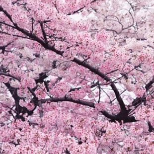 японская плодоносная розовая вишня (Сакура)