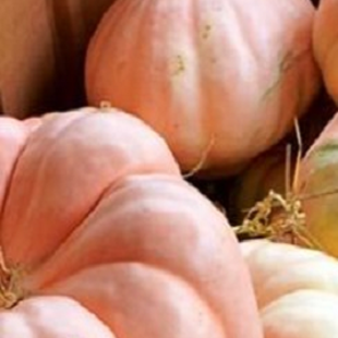 розовая тыква