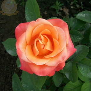 розово-оранжевая роза Дреам Буш (куст)