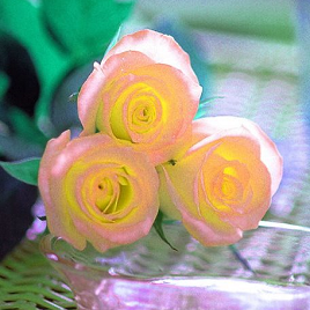 желто-розовая роза