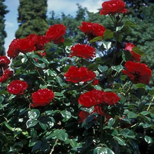 розовый куст-скалолаз