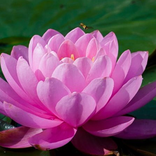 розовый лотос Хьюго Нелимба Нусифера