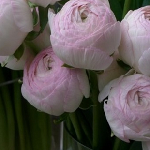 розовый персидский лютик