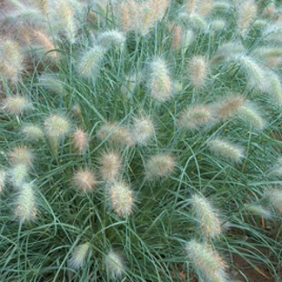 садовая трава Харди