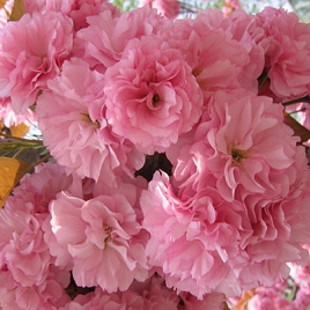 сакура крупноцветная