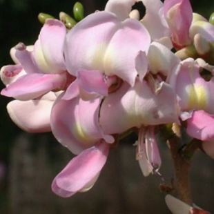 шоколадное дерево Мадре де Какао