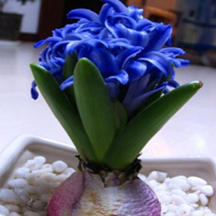 синий гиацинт