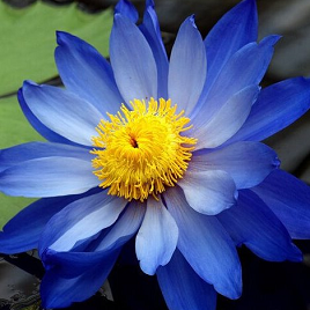 синий лотос