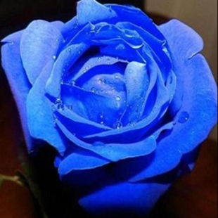 синяя или сине-золотая роза