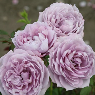 сиреневая роза Посейдон (куст)