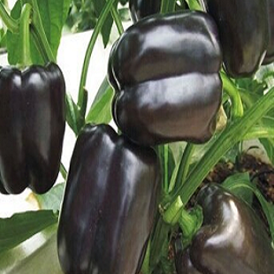 сладкий черный перец