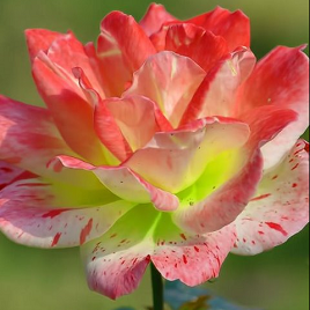 редкая желто-красная роза