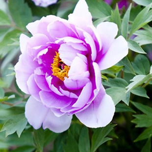 лиловый китайский пион