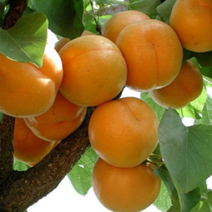 традиционный желтый абрикос