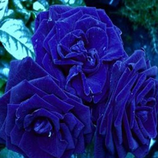 редкая синяя роза трехцветие куст