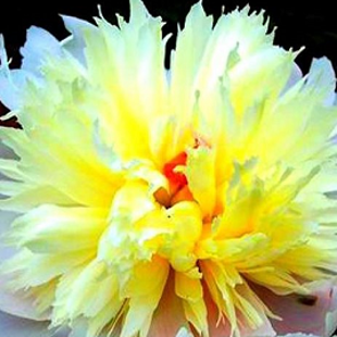 желтый китайский пион