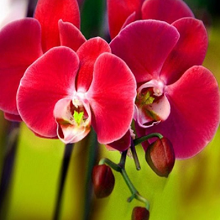 бордовая орхидея